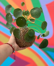 Load image into Gallery viewer, Pilea Chinese money  plant Kokedama