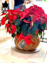 Load image into Gallery viewer, Poinsettia Plant Kokedama