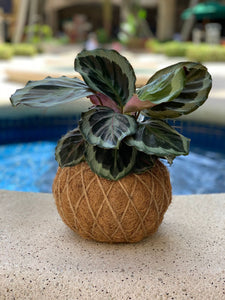 Calathea Roseopicta