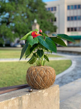 Load image into Gallery viewer, Anthurium Plant Kokedama / Anturio