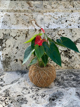 Load image into Gallery viewer, Anthurium Plant Kokedama / Anturio