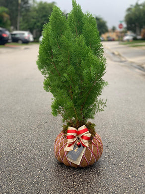 Christmas Trees Kokedama