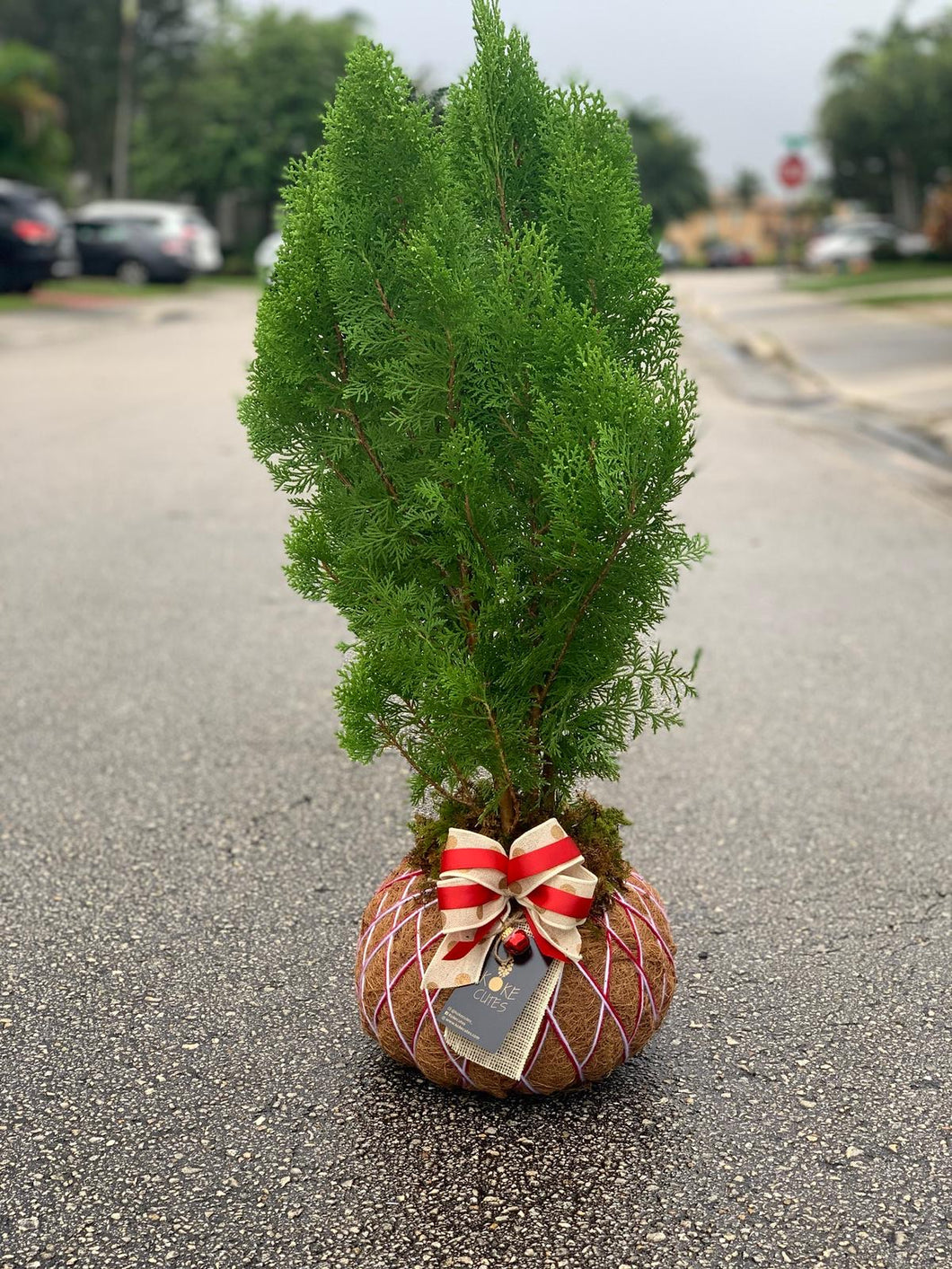 Christmas Trees Kokedama