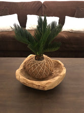 Load image into Gallery viewer, Sago Palm - (Cyca Revoluta) Kokedama