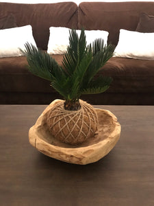 Sago Palm - (Cyca Revoluta) Kokedama