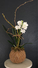 Load image into Gallery viewer, Small Phalaenopsis Orchid Kokedama