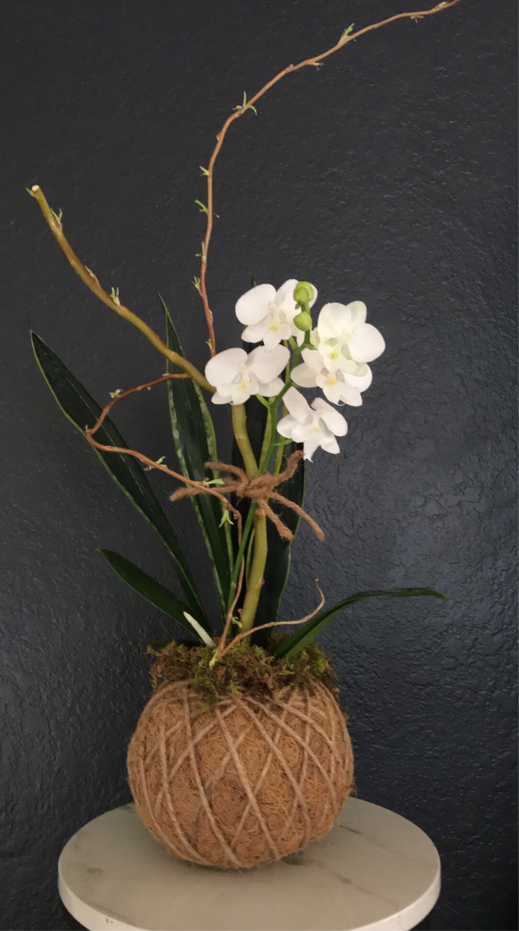 Small Phalaenopsis Orchid Kokedama