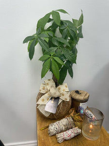 Money Tree Plant Kokedama