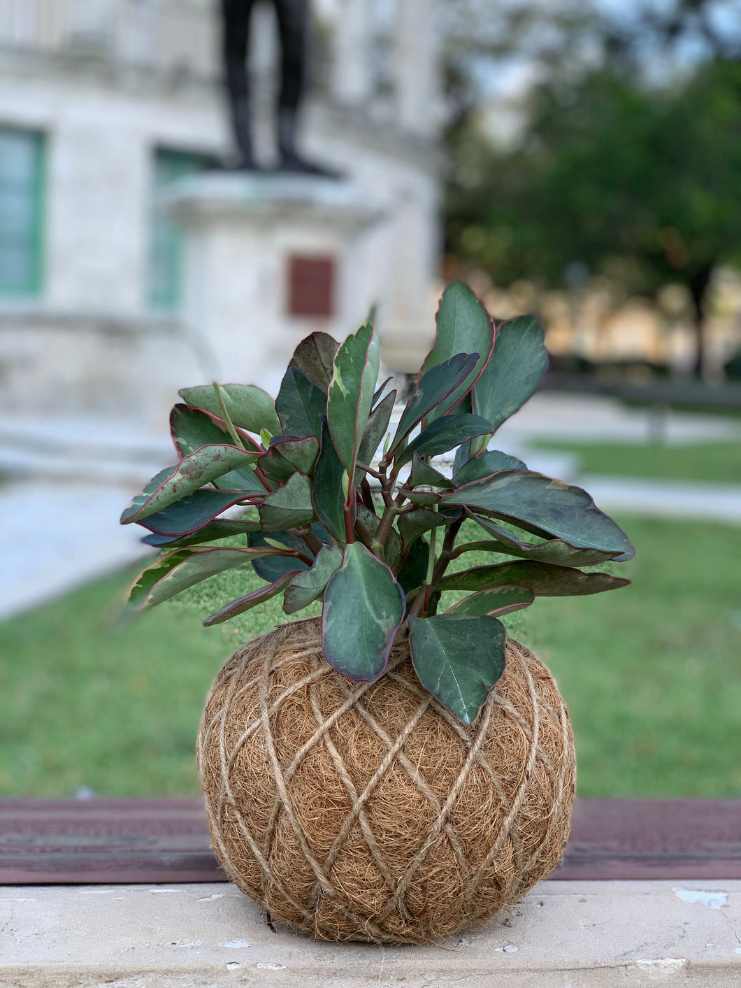 Peperomia Kokedama