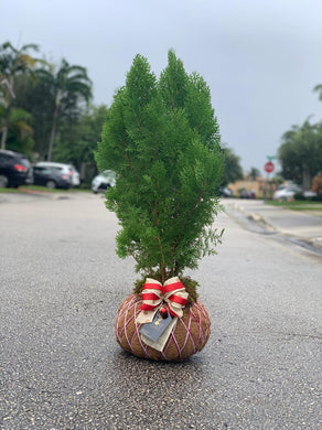 Christmas Trees Kokedama