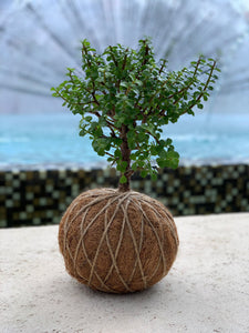 Jade, Dwarf  Kokedama (Portulacaria afra)