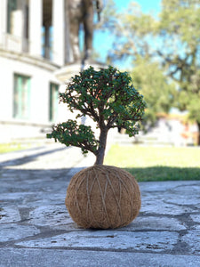 Jade, Dwarf  Kokedama (Portulacaria afra)