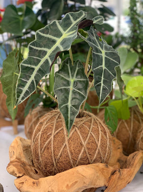 Alocasia Amazónica Polly, African Mask Kokedama