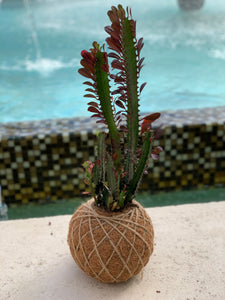 Cactus Euphorbia trigona Kokedama