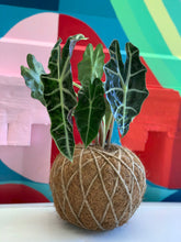 Load image into Gallery viewer, Alocasia Amazónica Polly, African Mask Kokedama