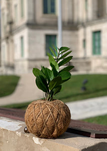 Zamioculcas, ZZ Kokedama