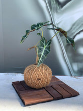 Load image into Gallery viewer, Alocasia Amazónica Polly, African Mask Kokedama