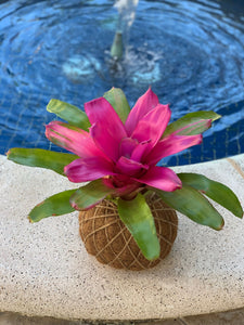 Bromeliad Neoregelia Romance Kokedama