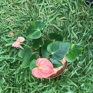 Anthurium Plant Kokedama / Anturio