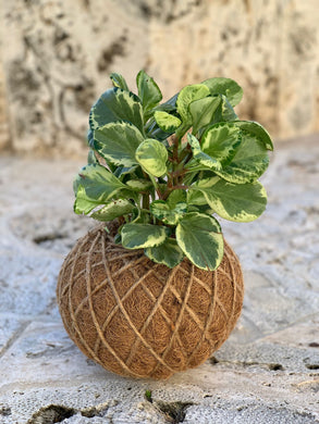 Peperomia / Baby Rubber Plant Kokedama