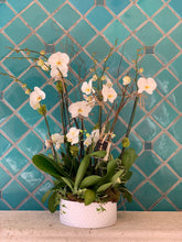 Load image into Gallery viewer, Orchids Arrangements 6