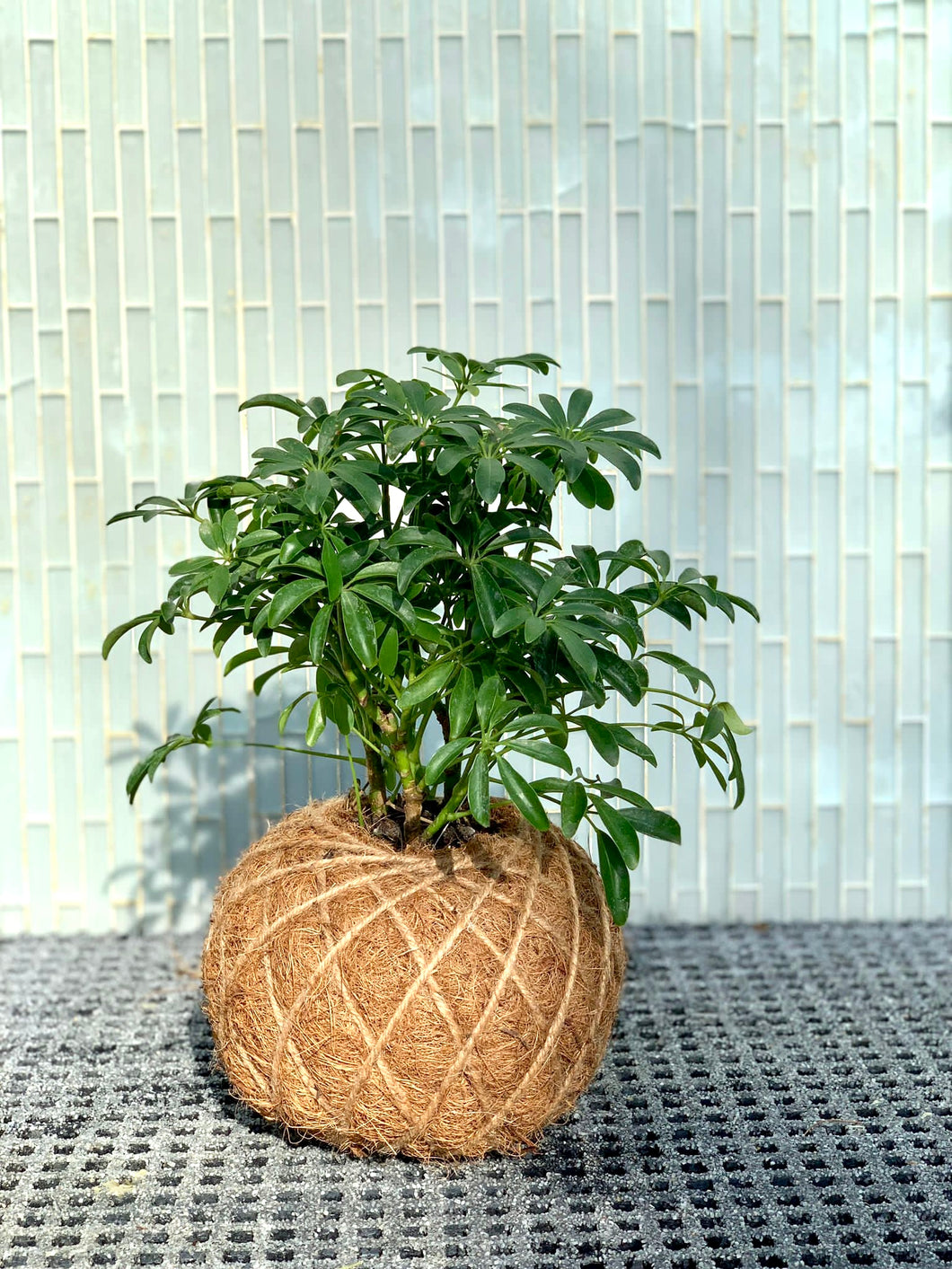 Schefflera Plant Kokedama