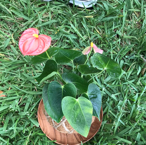 Anthurium Plant Kokedama / Anturio