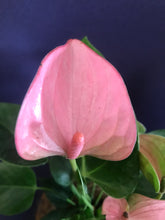 Load image into Gallery viewer, Anthurium Plant Kokedama / Anturio