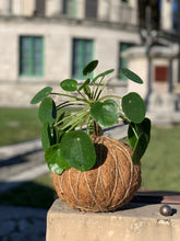 Load image into Gallery viewer, Pilea Chinese money  plant Kokedama