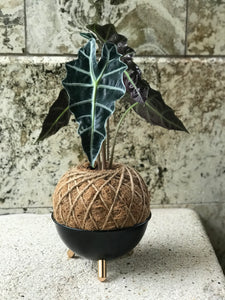 Alocasia Amazónica Polly, African Mask Kokedama